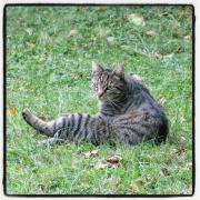 Auf der Suche nach seinen Stiefeln kam auch der gestiefelte Kater vorbei.