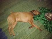 Uschi....:)