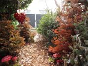 ein mrchenhafter Wald...