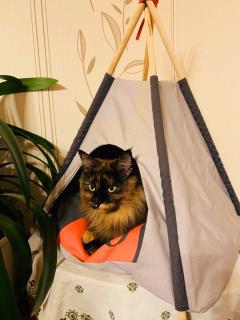 Wachkatze im Tipi